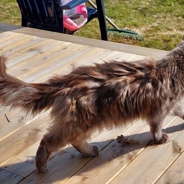 Katt - Main coon-katten Doriz