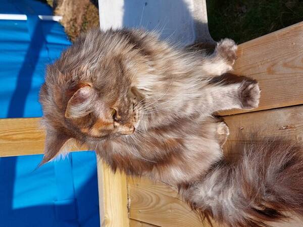 Katt - Main coon-katten Doriz