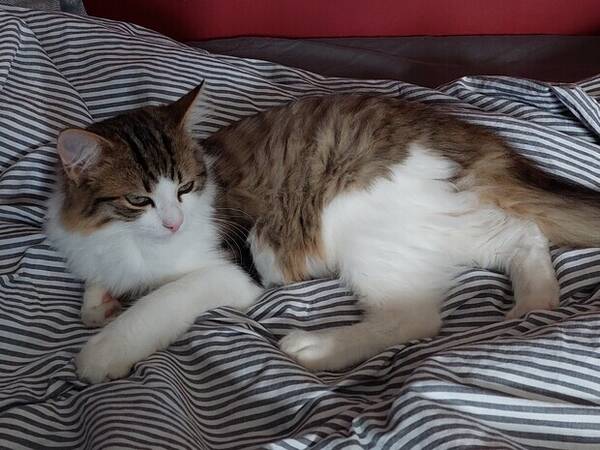 Katt - Blandrakatten Charlie
