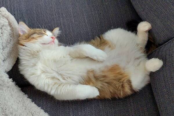 Katt - Blandrakatten Charlie