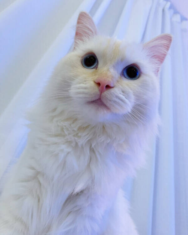 Katt - Katten Samson