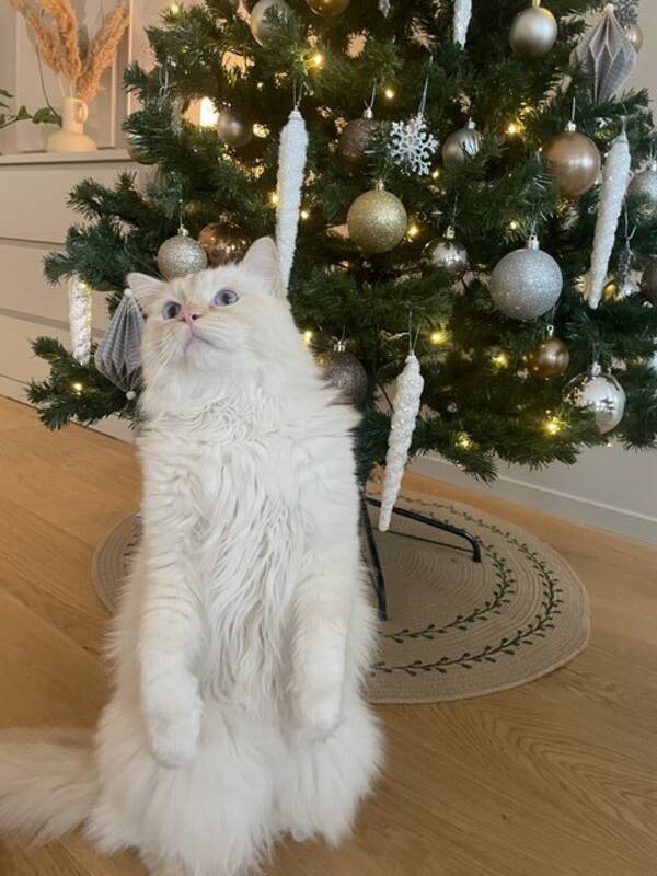 Katt - Katten Samson