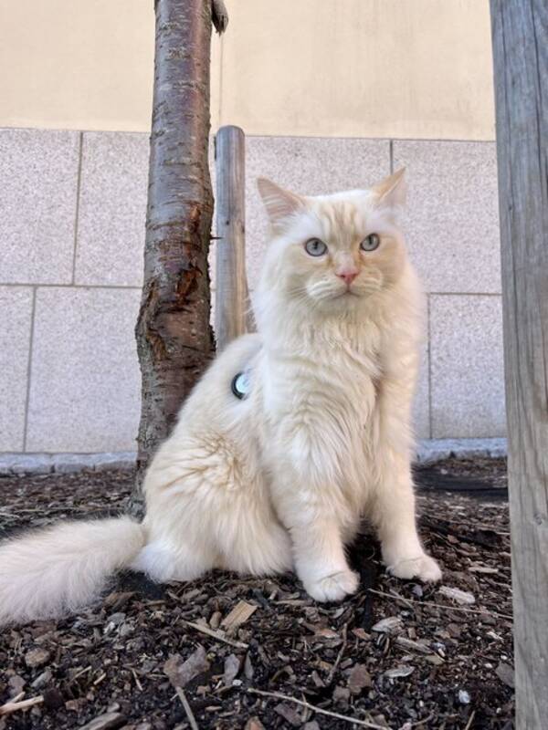 Katt - Katten Samson