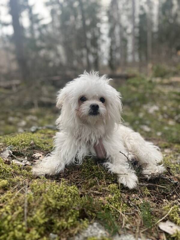 Hund - Maltesern Luna