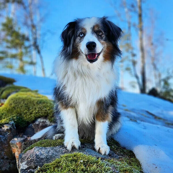 Hund - Einar , Cash ,Selma