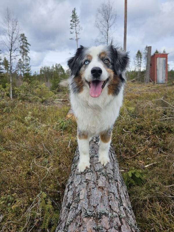 Hund - Einar , Cash ,Selma