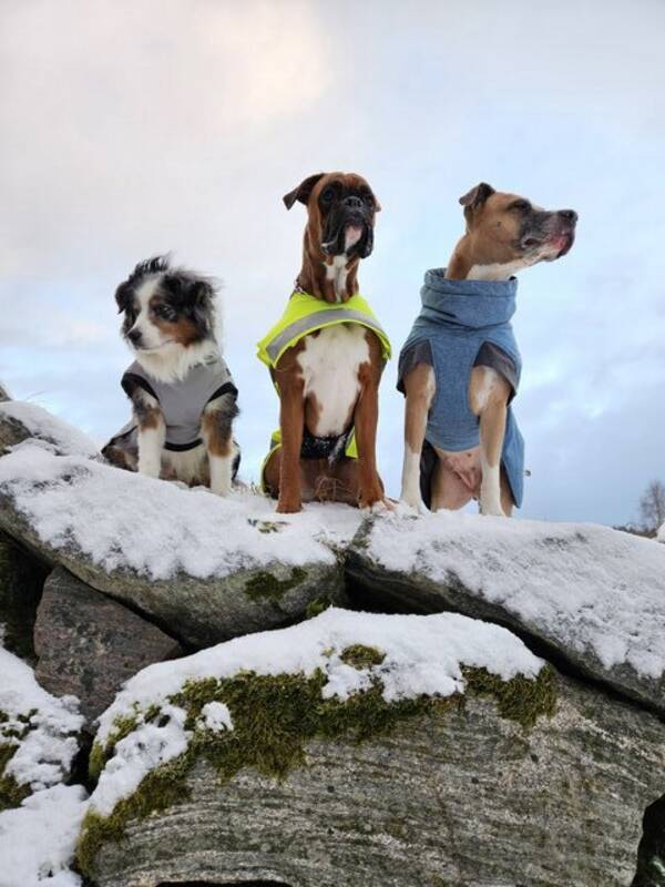 Hund - Einar , Cash ,Selma