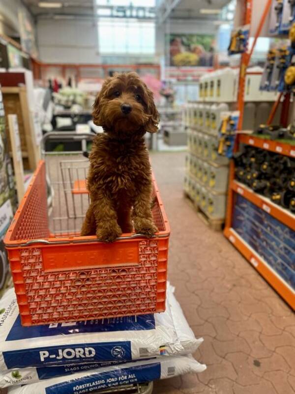 Hund - Cockerpoo Signe