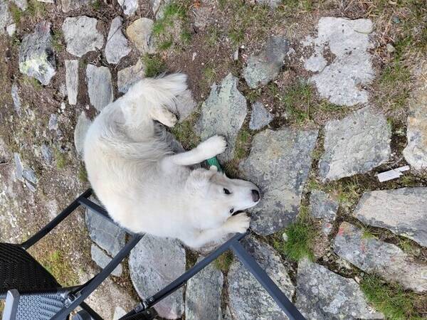 Hund - Golden retriever,  Ai Hund - Golden retriever,  Ai