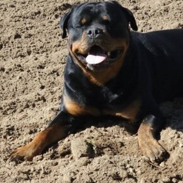 Hund - Rottweilern Diesel 