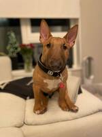 Miniatyr bull terrier