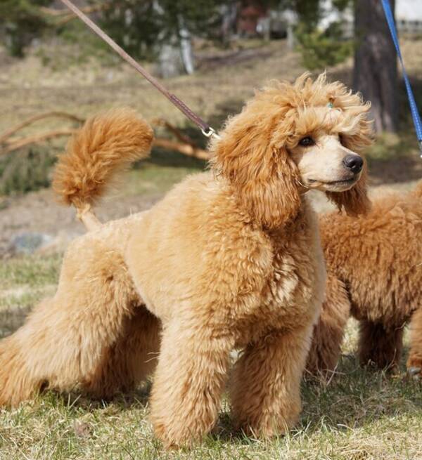 Hund - Honey