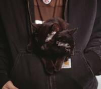 Zuko og Yoruichi Zuko og Yoruichi