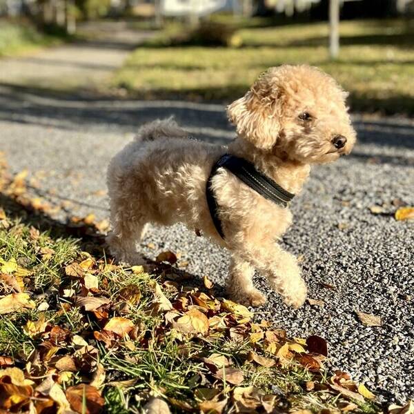 Hund - Maltipoo Coco