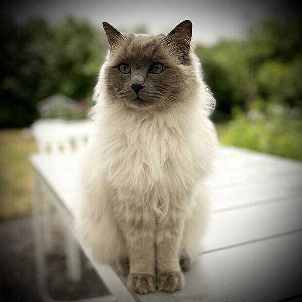 Katt - Ragdoll Charlie 