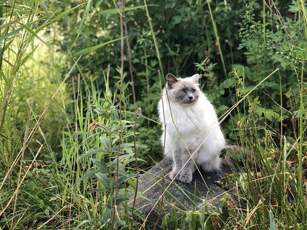 Katt - Ragdoll Charlie 