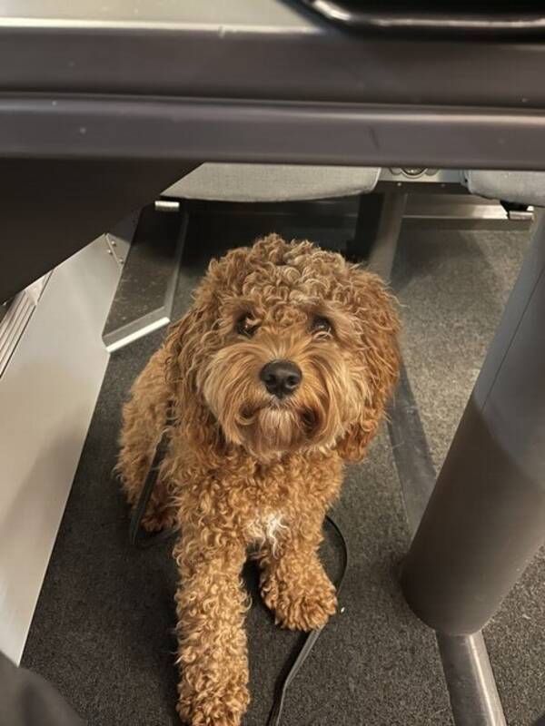 Hund - Cavapoon Ture