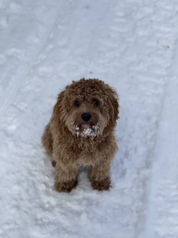 Hund - Cavapoon Ture