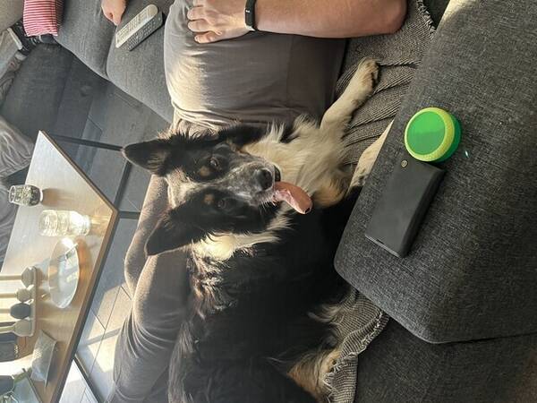 Hund - Border colli Hund - Border colli