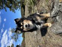 Finsk lapphund  Finsk lapphund