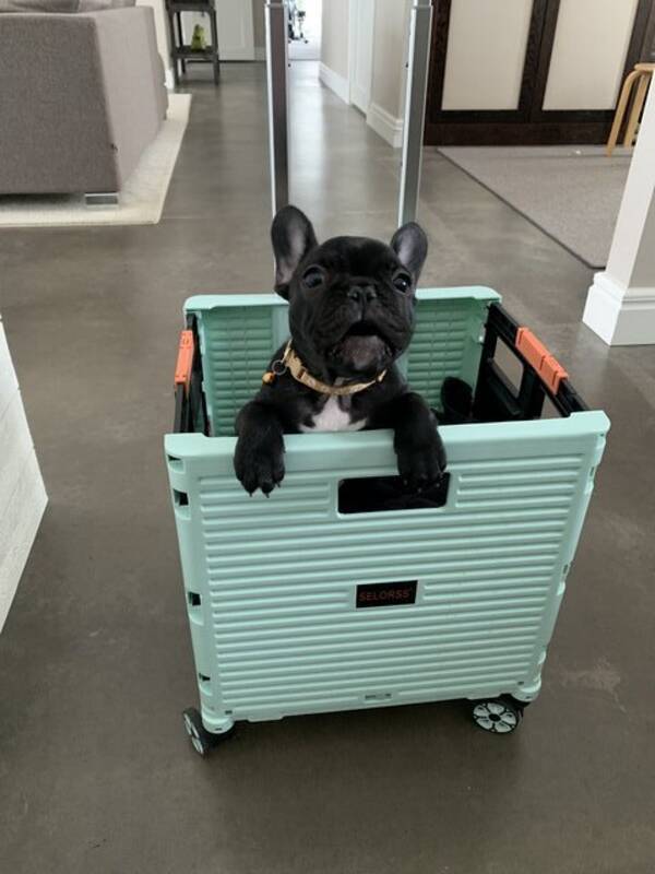 Hund - Lakrits - French Bulldog