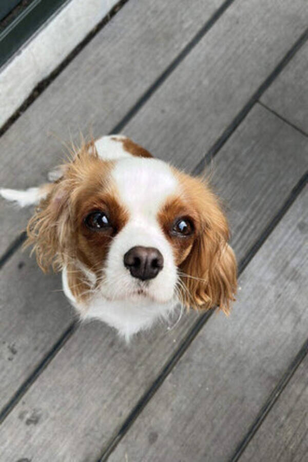 Hund - Cavalier King Charles/chihuahua