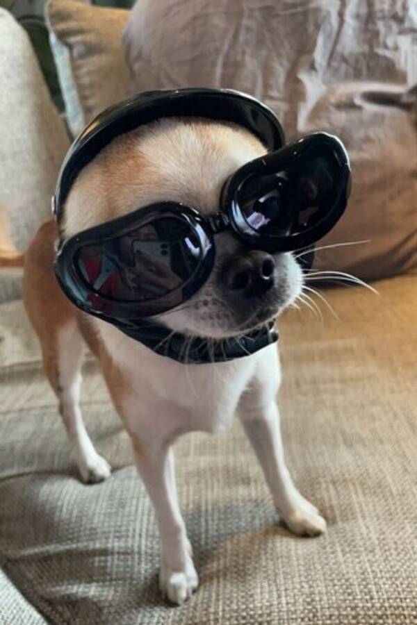 Hund - Chihuahua Bantai