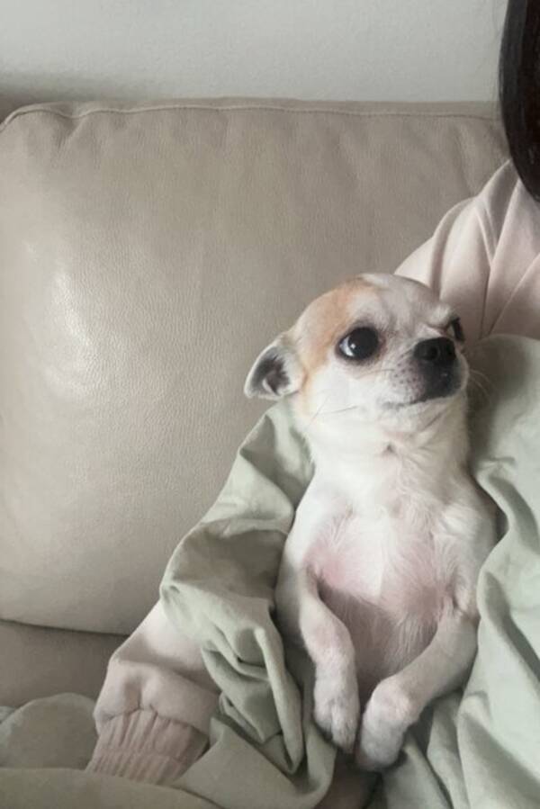 Hund - Chihuahua Bantai