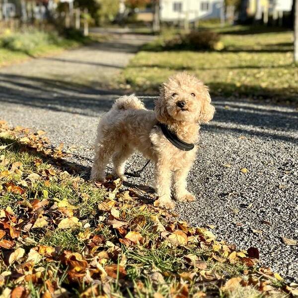 Hund - Maltipoo Coco