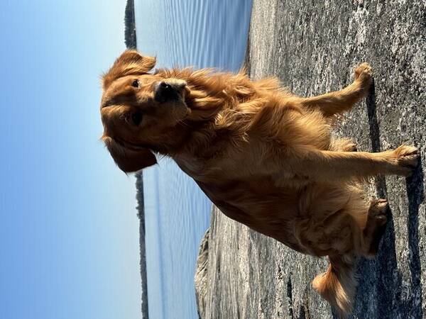 Hund - Golden retriever Bono 