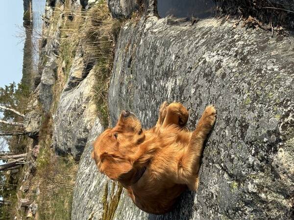 Hund - Golden retriever Bono 