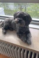 Lhasa Apso Luna  Lhasa Apso Luna