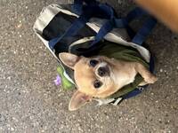 Chihuahua Ugo  Chihuahua Ugo