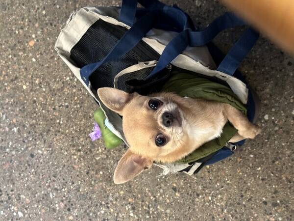 Hund - Chihuahua Ugo 