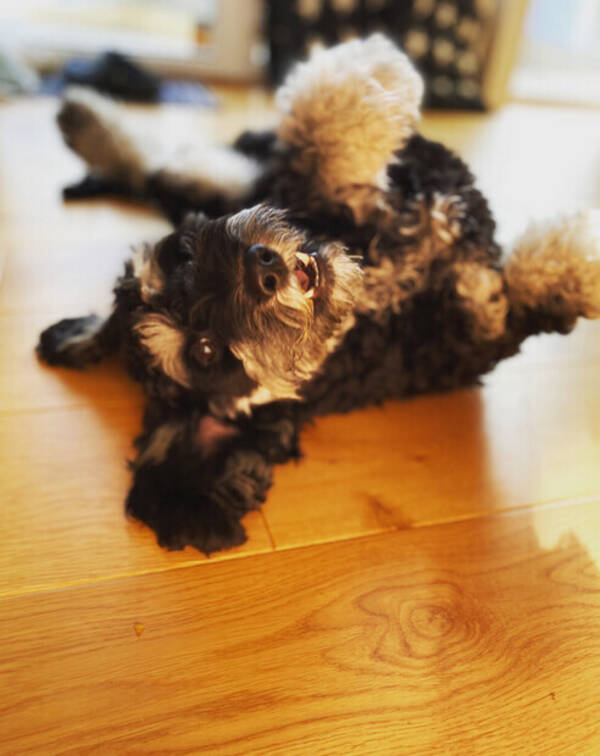 Hund - Cockerpoo Herman