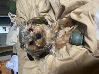 Yorkshire Terrier Ivy Yorkshire Terrier Ivy