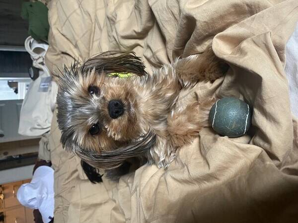 Hund - Yorkshire Terrier Ivy Hund - Yorkshire Terrier Ivy