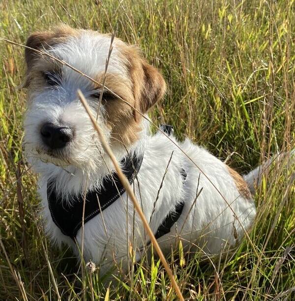 Hund - Jack Russel Terrier Jezzbe, tik