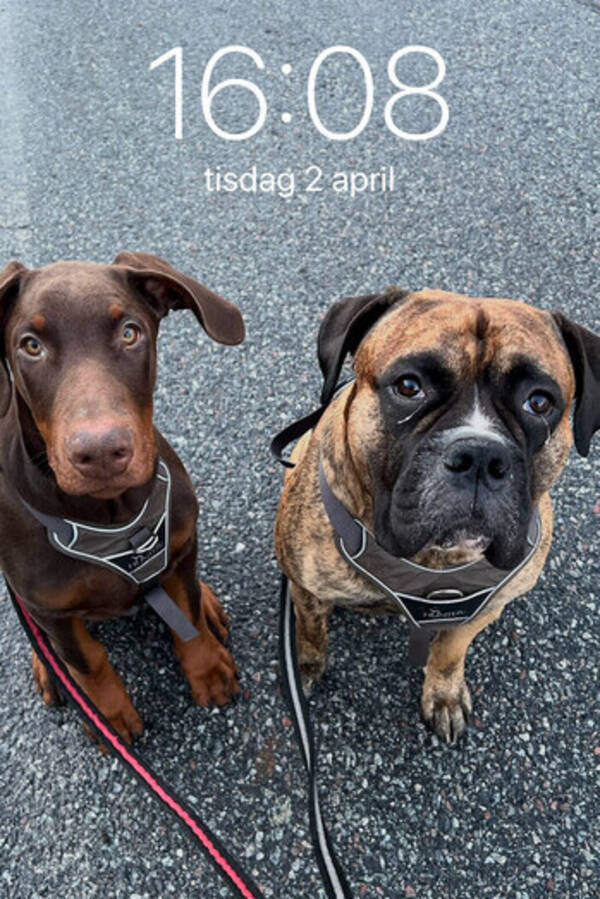 Hund - Doberman och amerikansk/bullmastiff 