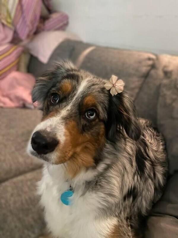 Hund - Miniaussien Skilla
