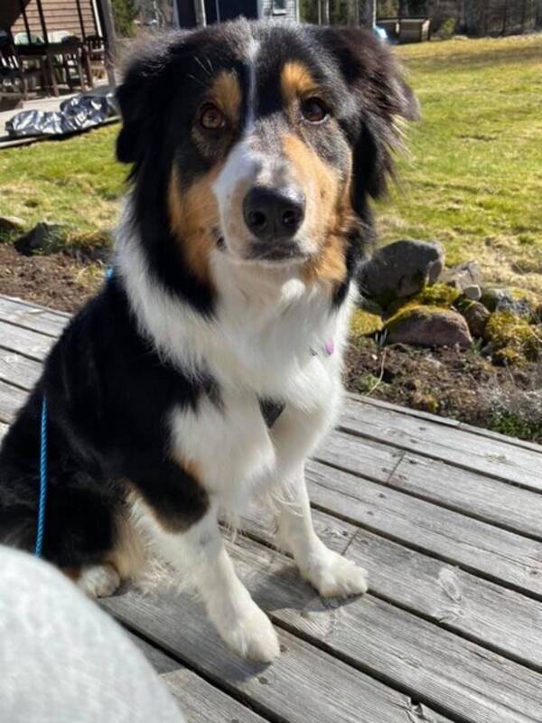 Hund - Aussien Kira