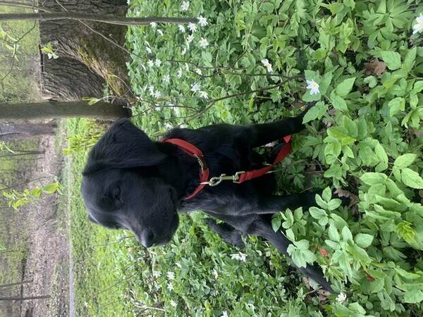 Hund - Valp. Labrador.