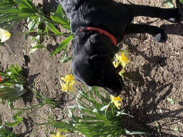 Hund - Valp. Labrador.