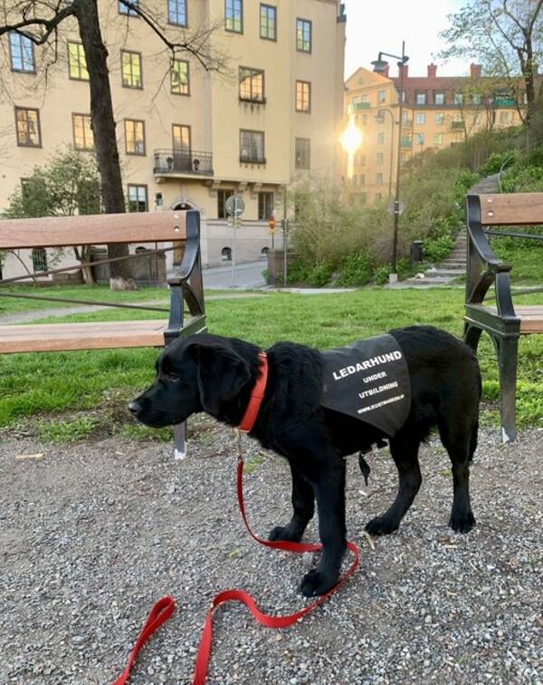 Hund - Valp. Labrador.