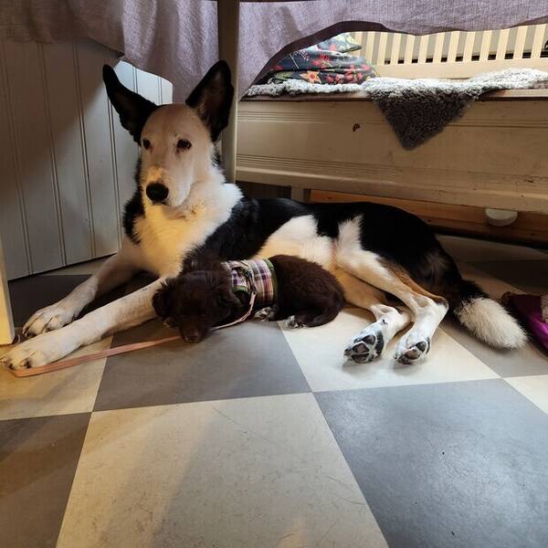 Hund - Hunden Nati