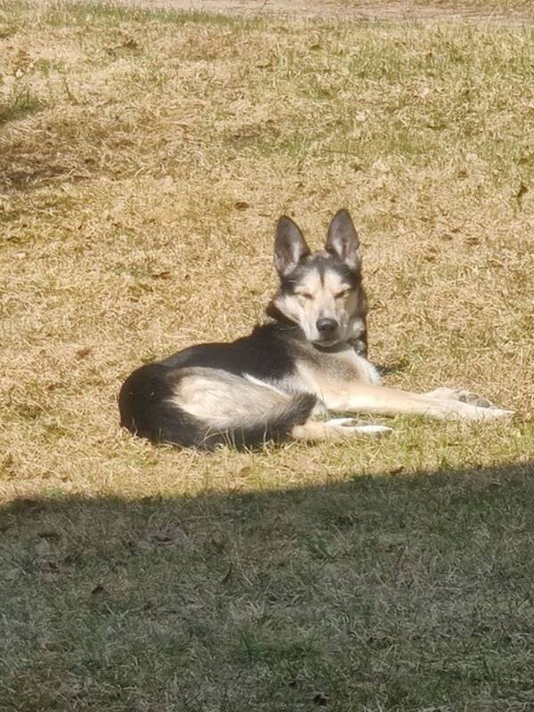 Hund - Hunden Ture eller Mister Bob 