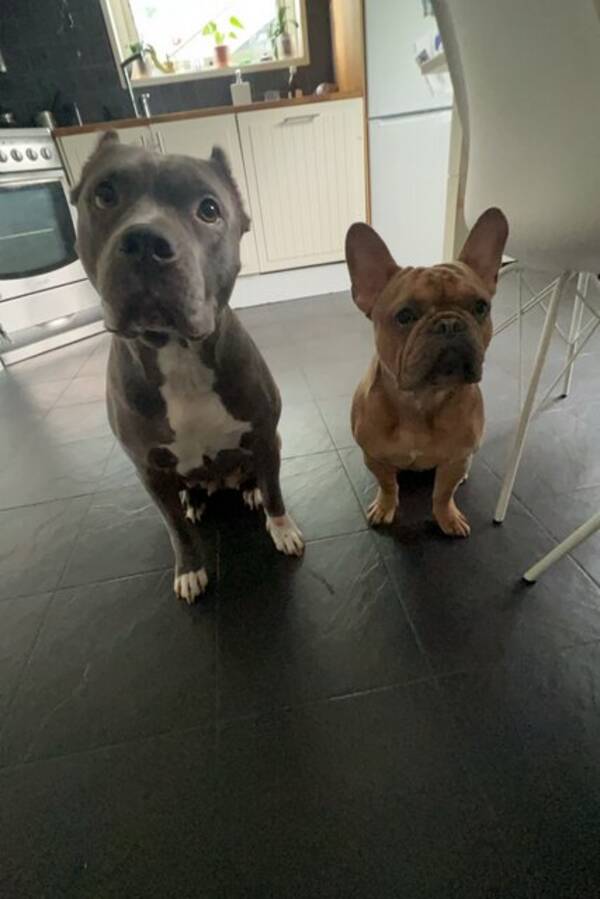 Hund - American Bully Sessan och frallan Frank