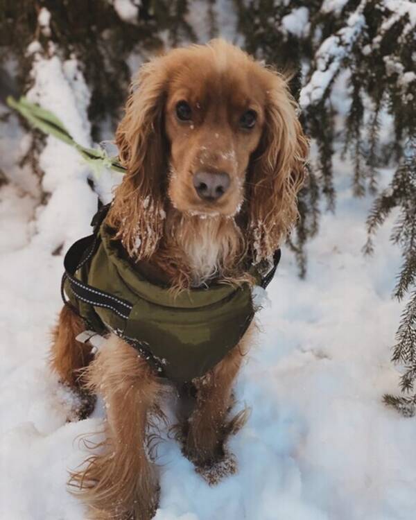 Hund - Molle: Engelsk Cocker Spaniel