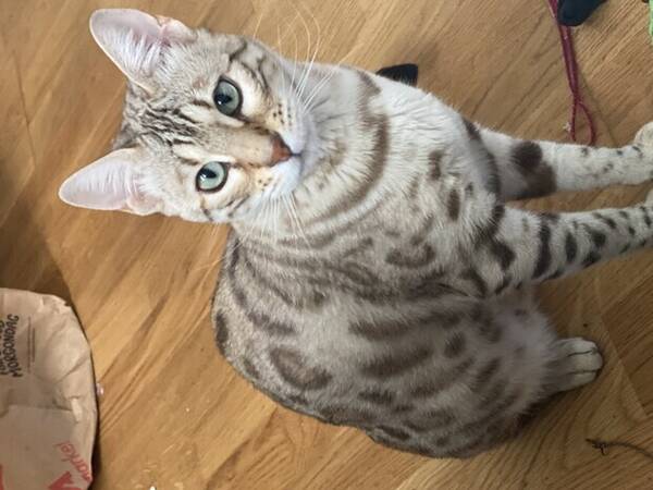 Katt - Leah: Bengal