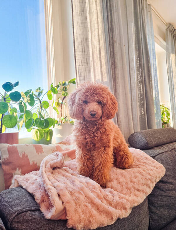 Hund - Dvärgpudel Laki Hund - Dvärgpudel Laki